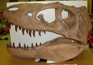 Dinosaur Skull for paleontology program at the Library.