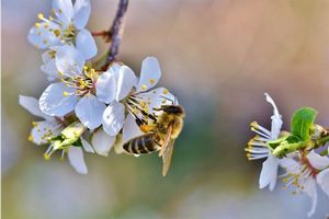 A bee sits on a white flower. It's pollinator week!