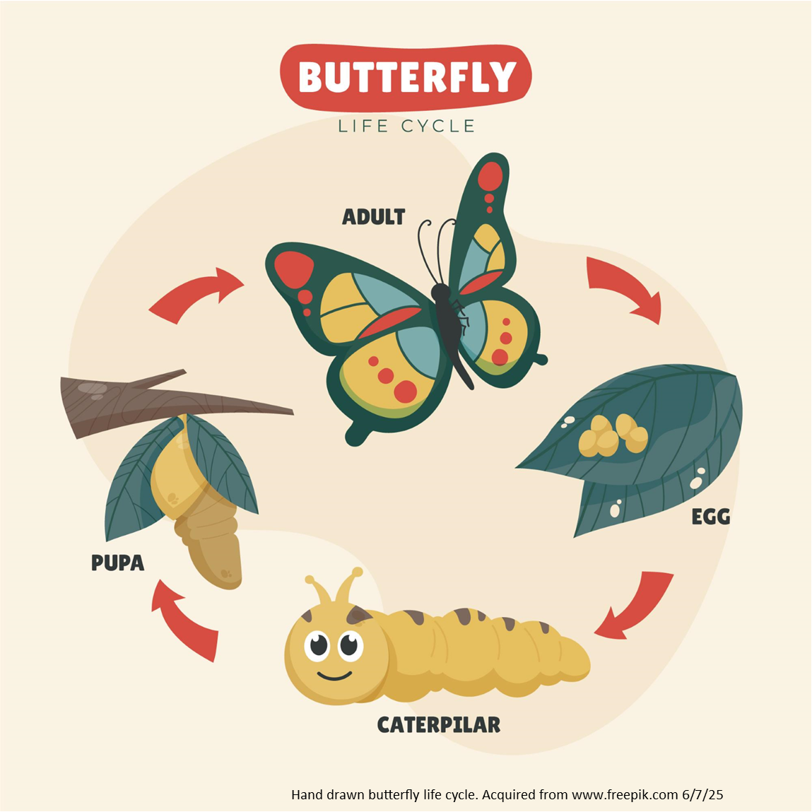 hand drawn life cycle of a butterfly. Eggs, Caterpillar, Pupa, and Butterfly.