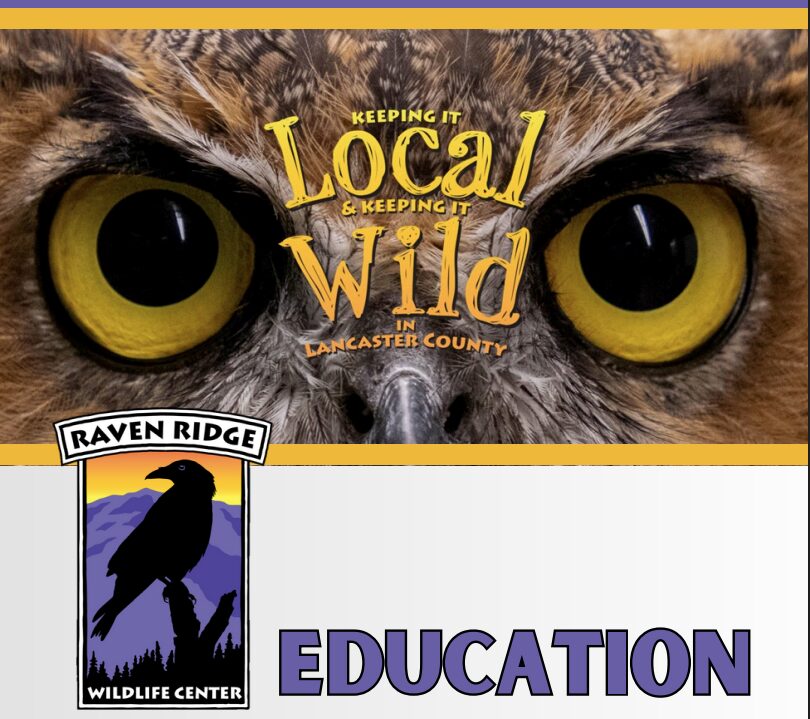 Raven Ridge Logo Logo for Raven Ridge Wildlife Center and tagline "Keep it Local, Keep it Wild in Lancaster PA" with image of an owl